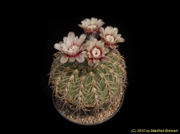 Gymnocalycium spegazzinii 356